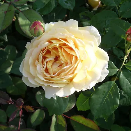 Myvilla Palazzo Canavese