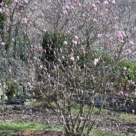 Myvilla Konukevi Palazzo Canavese