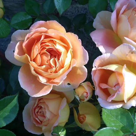 Myvilla Palazzo Canavese