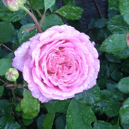 Myvilla 招待所 4*