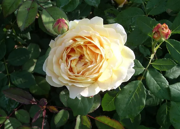 Myvilla Palazzo Canavese